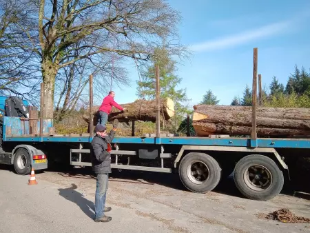 Evacuation de grumes d'arbres tout juste abattus dans le Finistère